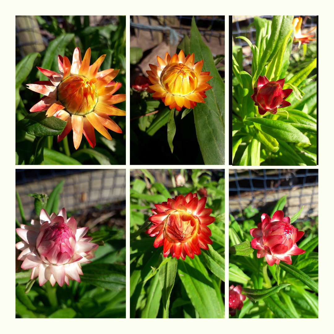 Strawflowers Edible at Stephen Hendrix blog